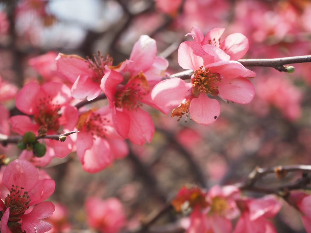 ピンクレディー