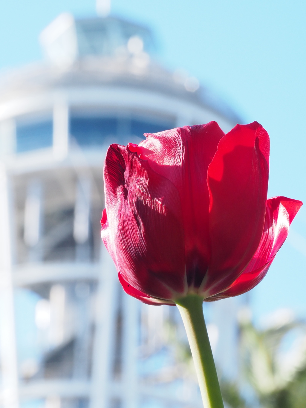 アイスチューリップ