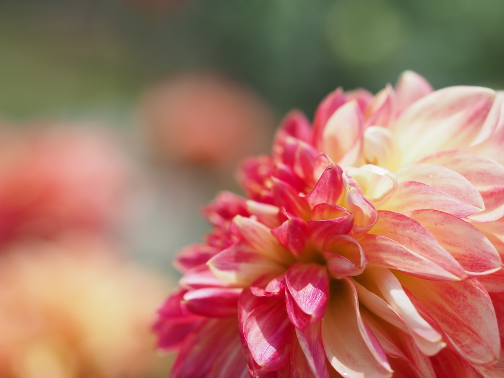 ボヘミアンオレンジ