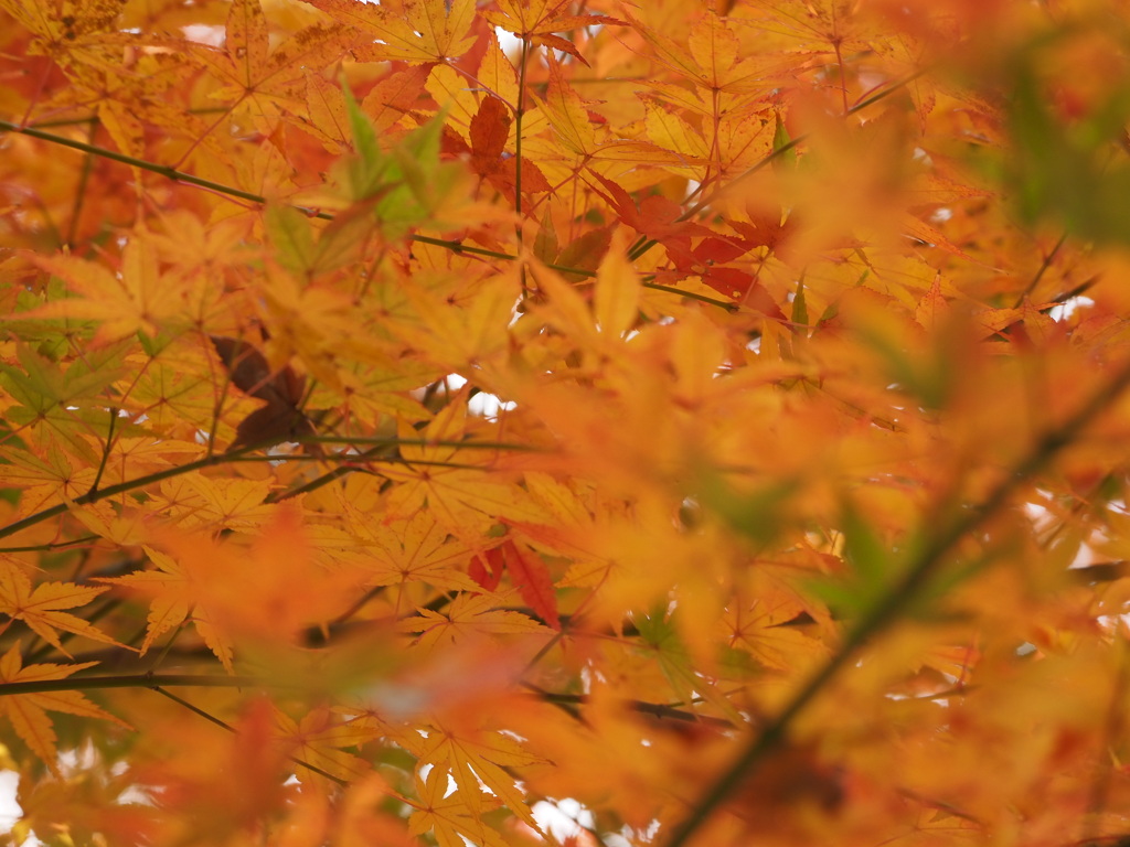 オレンジの世界