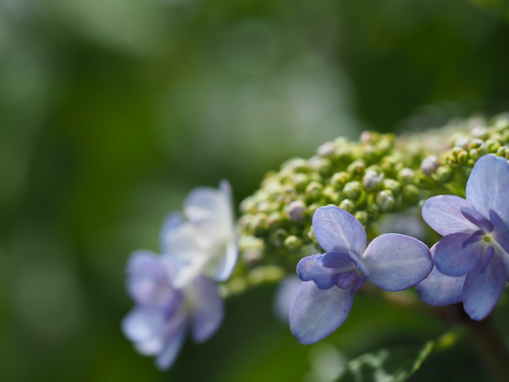 紫陽花