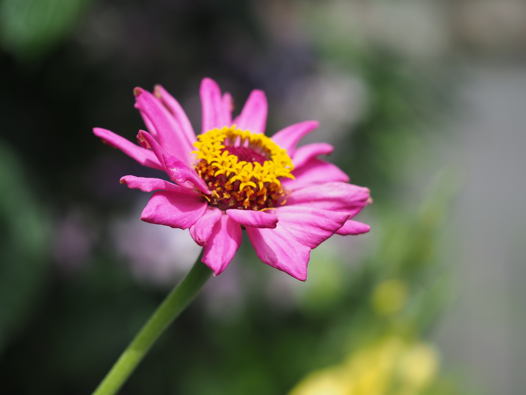 くっきりピンク