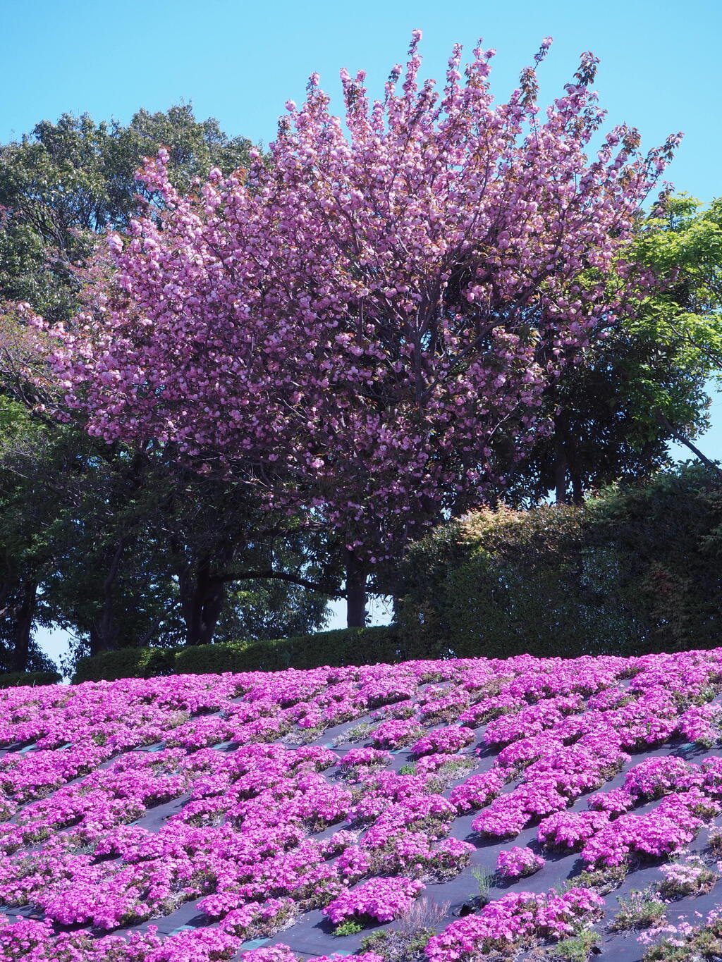 サクラとサクラ