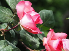 春バラ