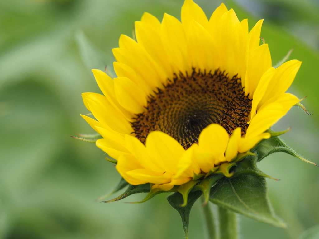今年の初ひまわり