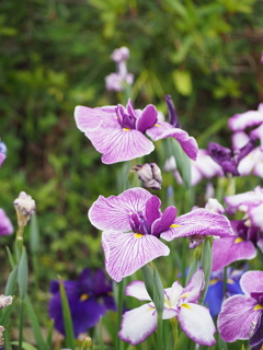 花菖蒲