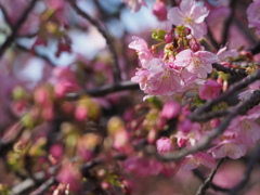 河津桜