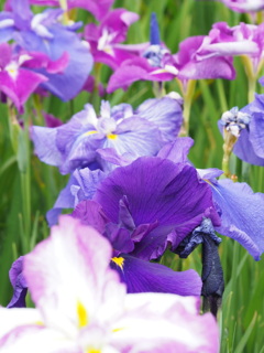 花菖蒲