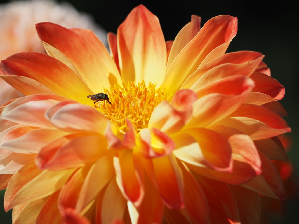 かくれんぼ　まあだだよ