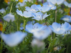 ネモフィラ