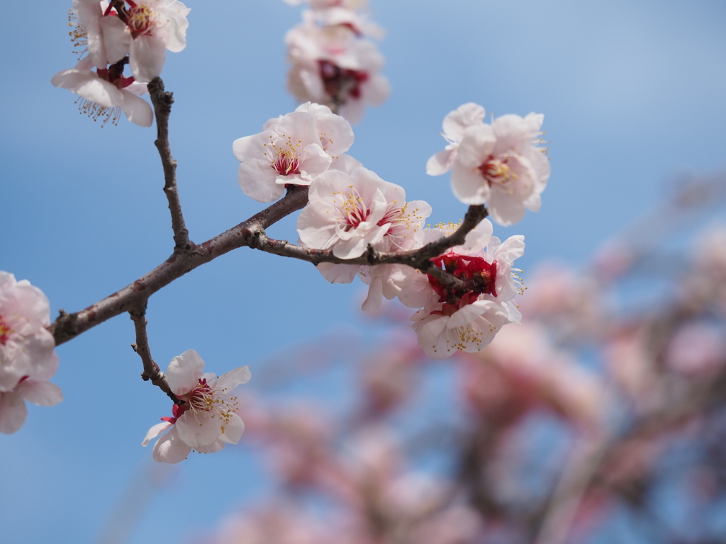 早春の空と春の色