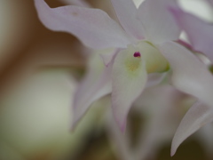 ラン　デンドロビウム