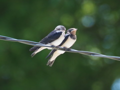 春を告げるとリ