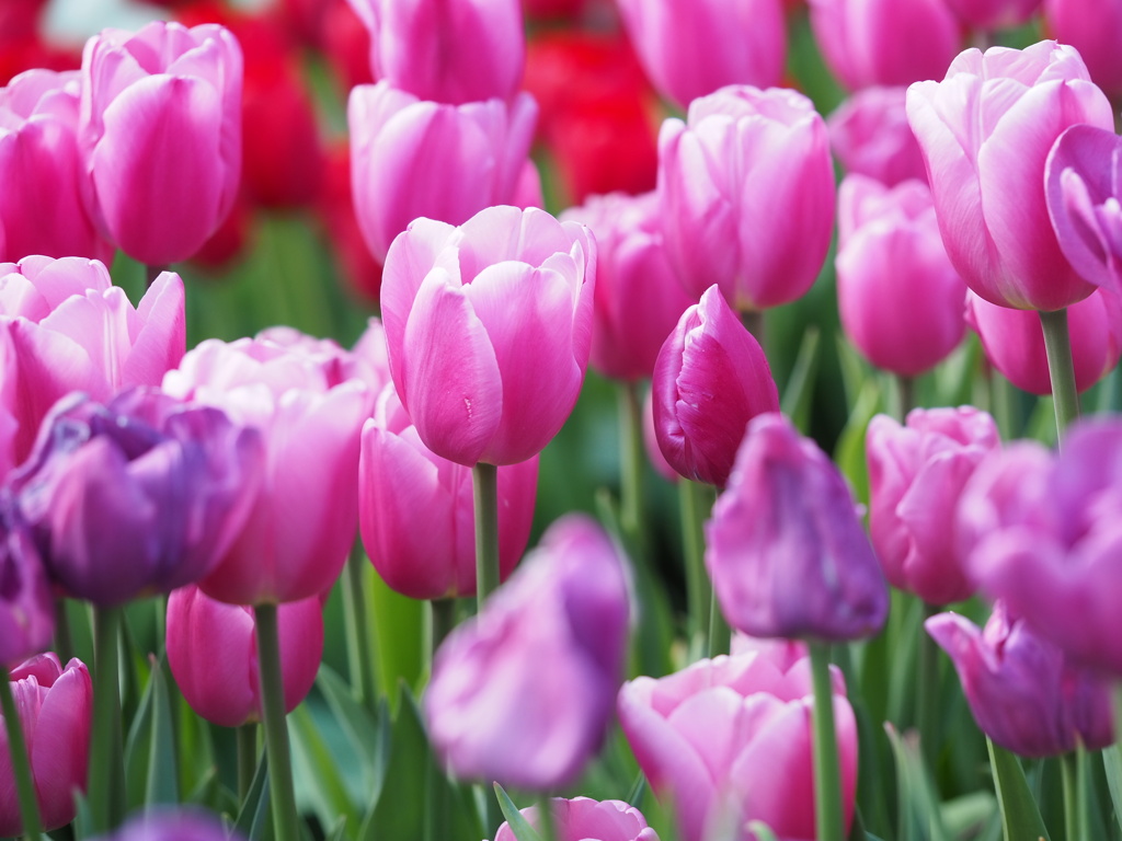 アイスチューリップ