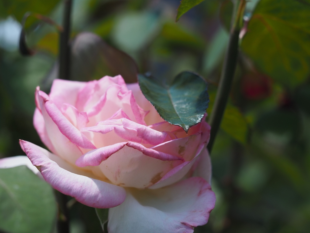 プリンセスドゥモナコ