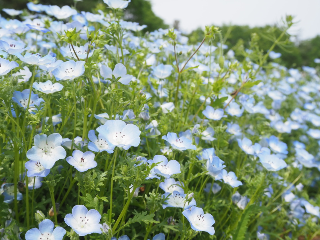ネモフィラ