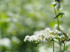 そばの花