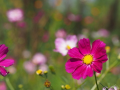 コスモス