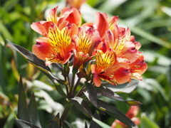 広げた手のひらのように