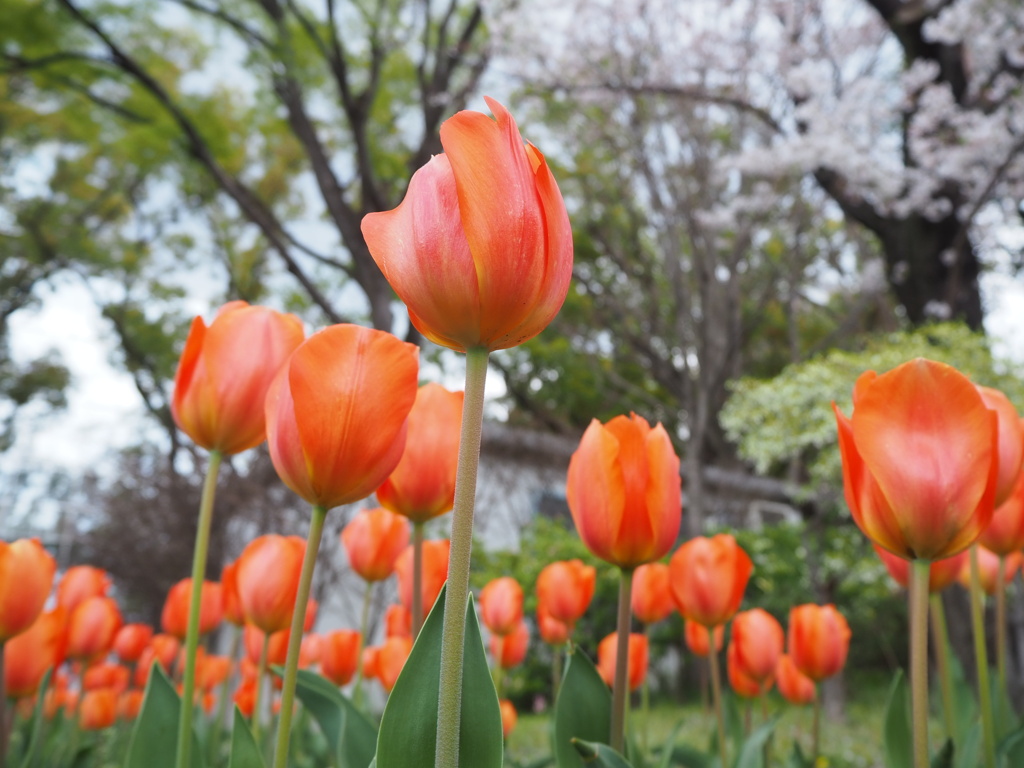 チューリップ