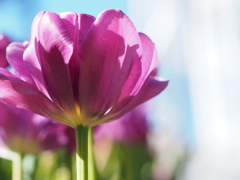 アイスチューリップ