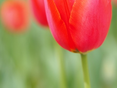 チューリップ