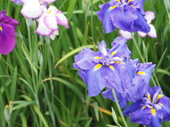 菖蒲園