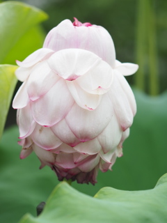 蓮の花