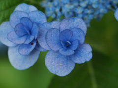 紫陽花