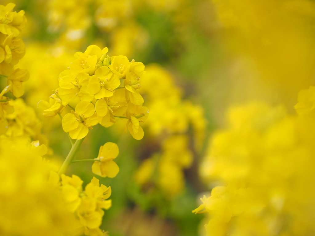 菜の花