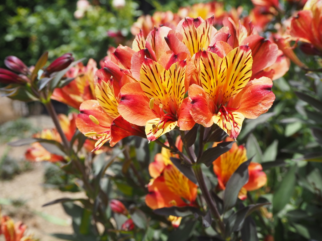 アリストロメリア