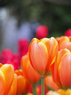 アイスチューリップ