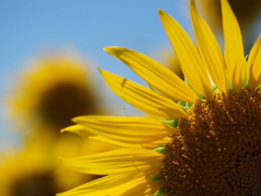 夏の日のひまわり