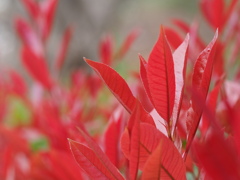 燃え立つように