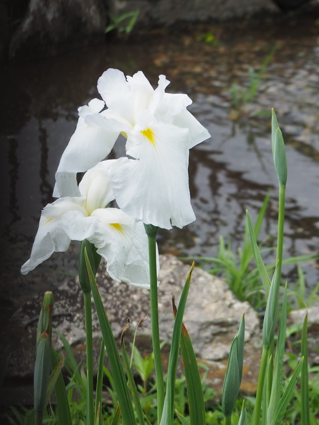 水辺の白い菖蒲