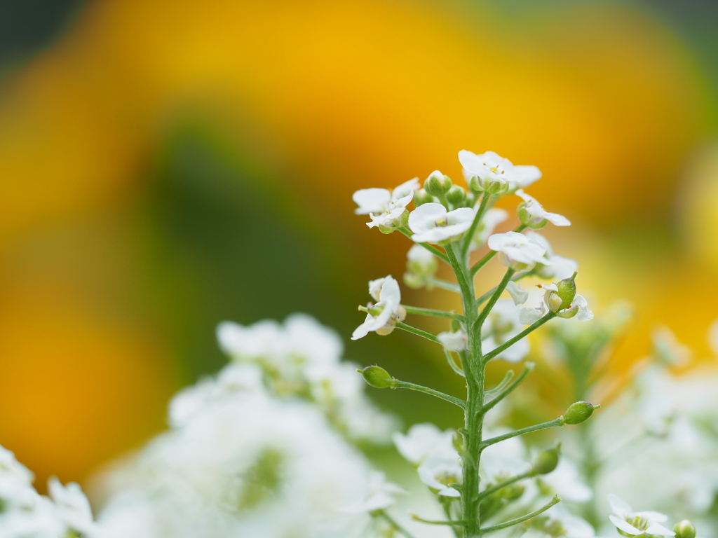 小さきものたち