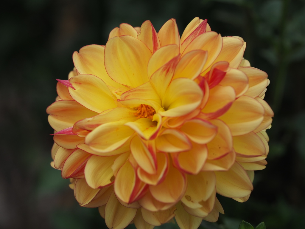 ハニーキャラメル