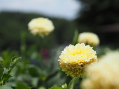 イエローサンシャイン