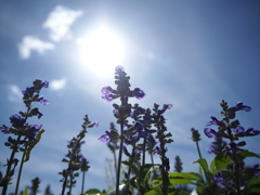 日差しを浴びて