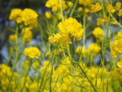 菜の花