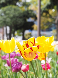 花畑