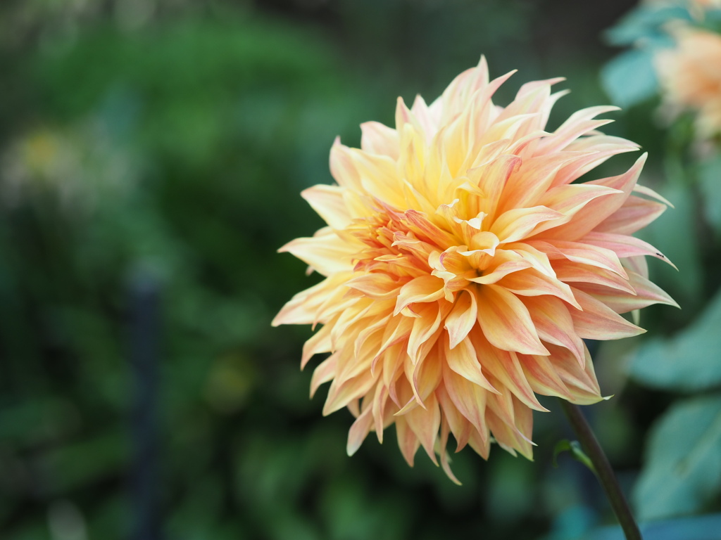 ボナベンチャー