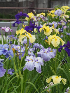 菖蒲園