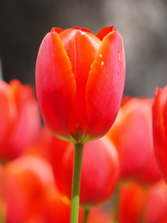 チューリップ