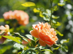 街中の花探し