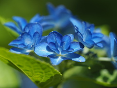 紫陽花