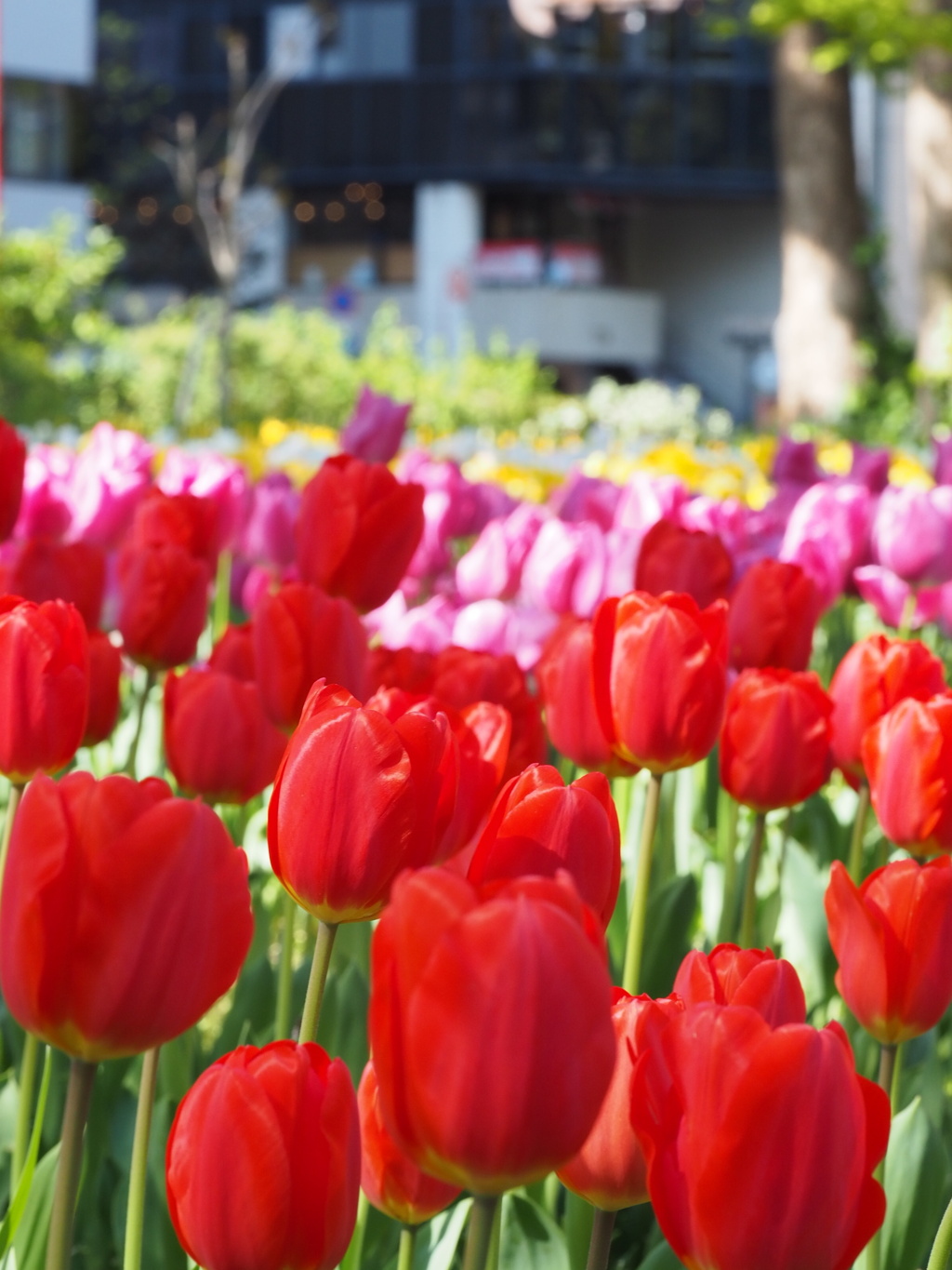 チューリップ畑