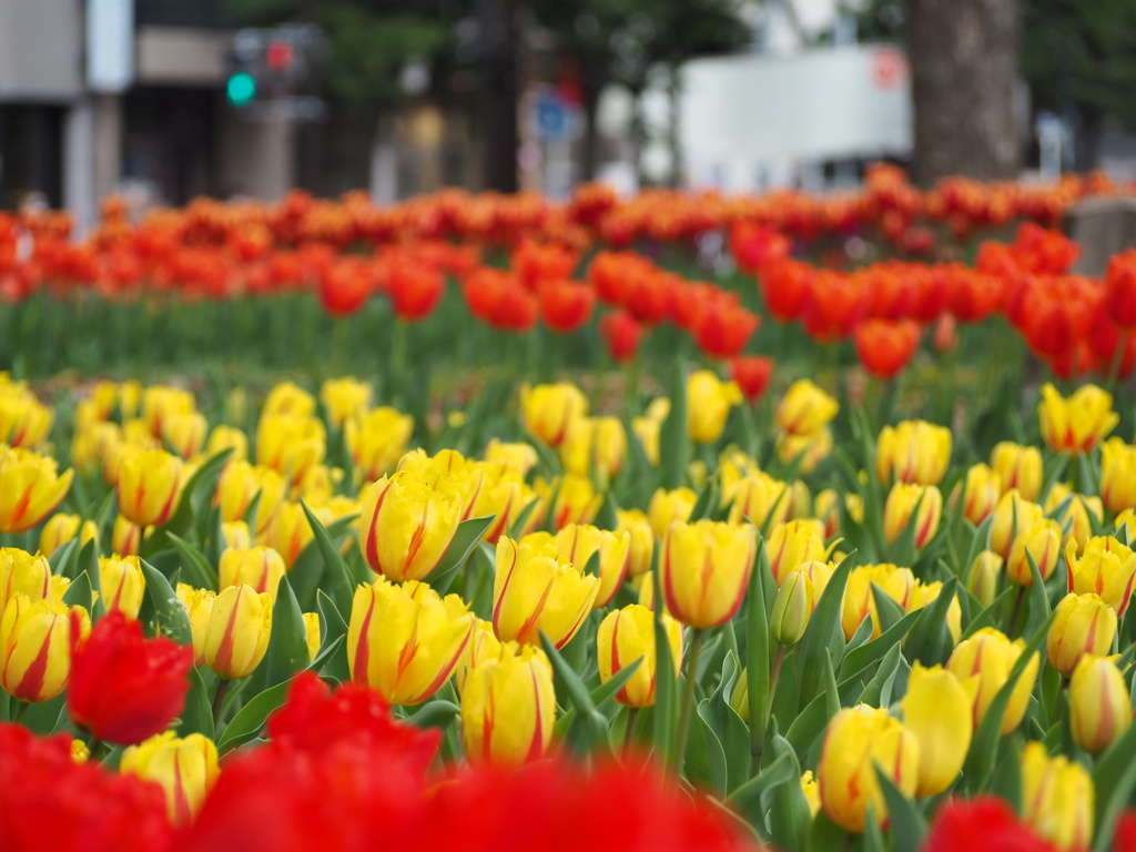チューリップ畑