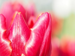 アイスチューリップ