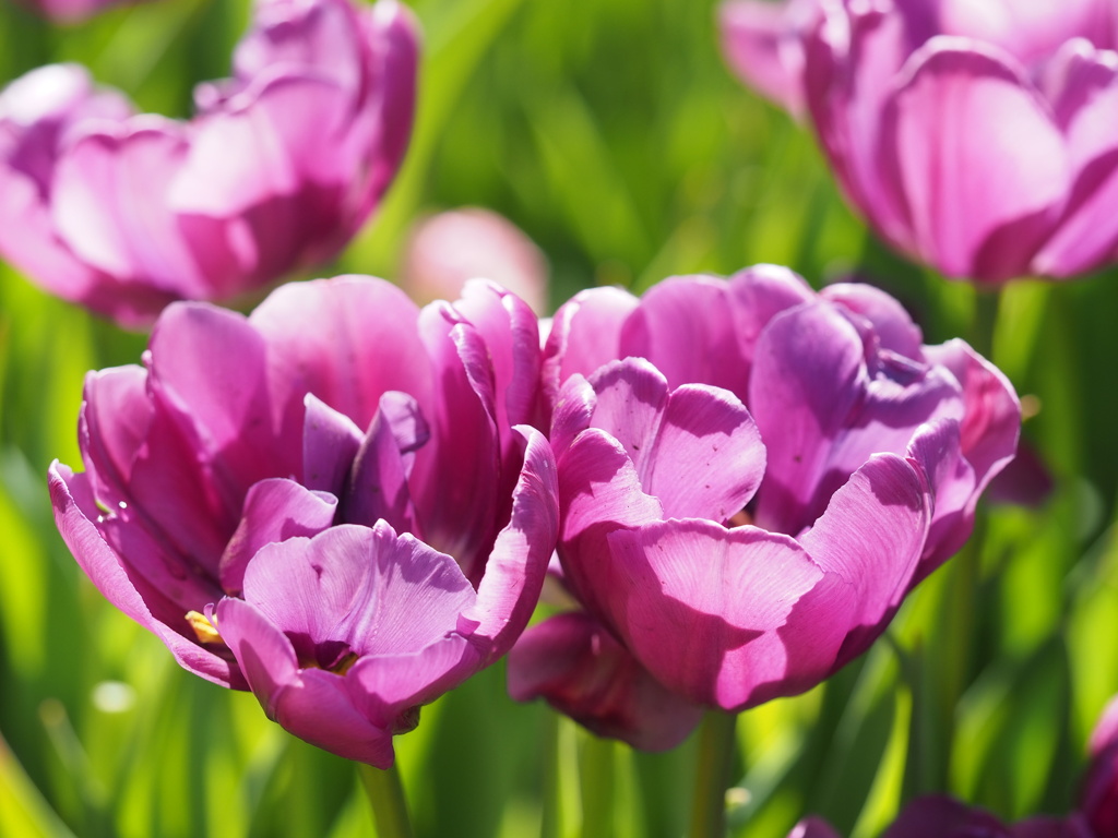 アイスチューリップ